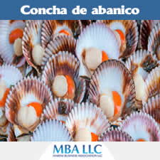 concha abanico